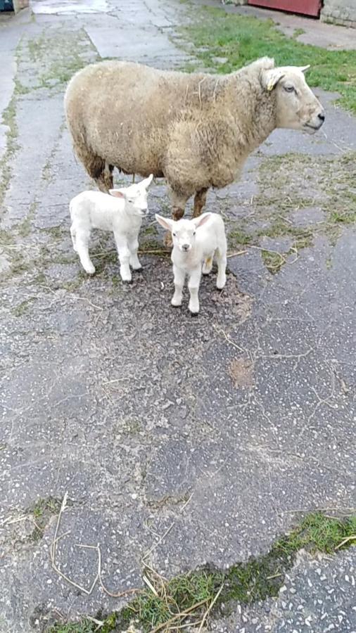 Conwy Pen Cefn Farm Holiday Abergele Kültér fotó