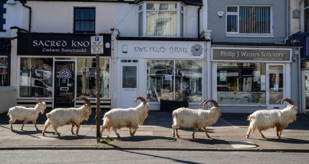 Conwy Pen Cefn Farm Holiday Abergele Kültér fotó
