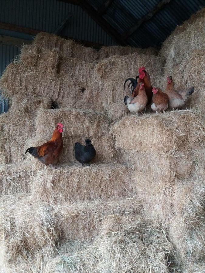 Conwy Pen Cefn Farm Holiday Abergele Kültér fotó