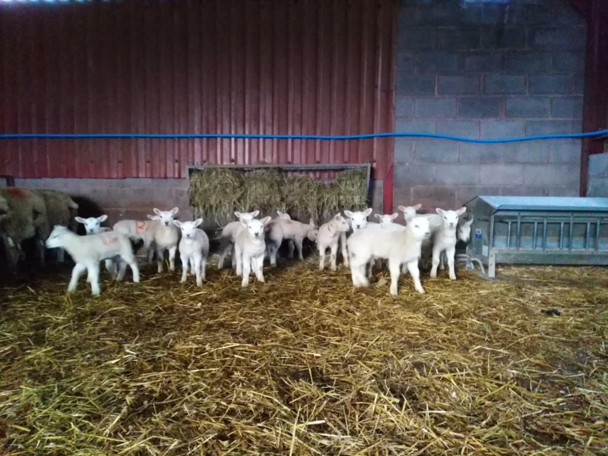 Conwy Pen Cefn Farm Holiday Abergele Kültér fotó